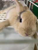 でお