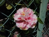 ヨシダ