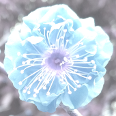 白水紫