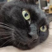 さかな