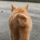 城村