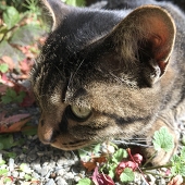 きじねこ