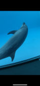 ほむ