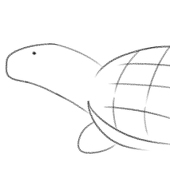 AshGrayTurtle