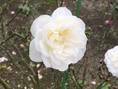 遊森