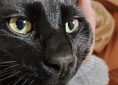 koko