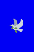 亮🕊