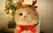 HEERO