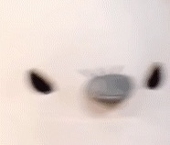 Fuyu