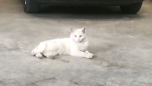 鹤翎