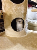 こしあん