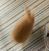 あらまき