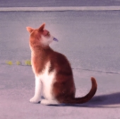 さなでぃん