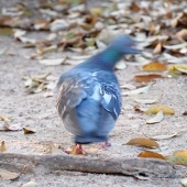 鳶
