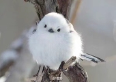 星绵