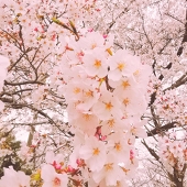 はっこ