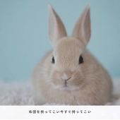 うさ