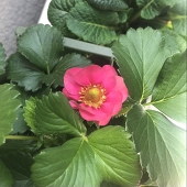 ゆってり