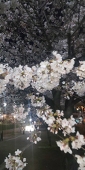 椎堂