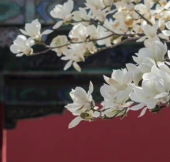 青鹿迷踪