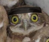 owljuice
