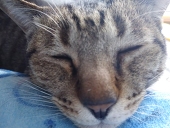 ・猫夜緋・