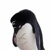 ひぐらし