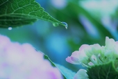 揚玉
