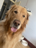 鱼鸖