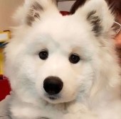 ココロ