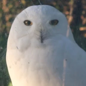 腰ベルト