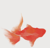 さがる