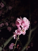 Runa