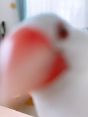 よちよち