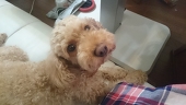 薬袋