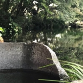 雪水湧多
