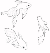 doublewhale