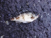 G線上の魚類