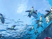 🐧