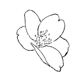 ふみ