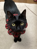 猫月 志織