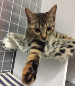Leaxxxcat