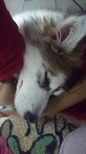 暁狼
