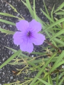 ワ