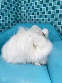 リ·毛狸