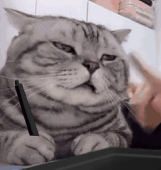 獭狗L