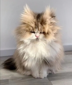 山鬼
