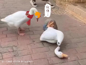 锋