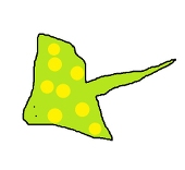 マダラエイ・Ｆ