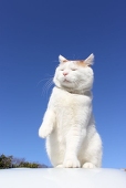 三线